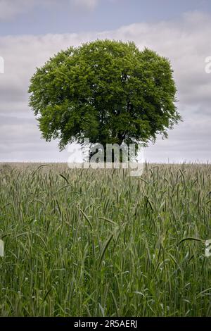 La segale non ancora matura su un pezzo di terreno agricolo vicino al cosiddetto 'teutoburgerwalt' Una splendida riserva naturale nei pressi della città di Tecklenburg Foto Stock