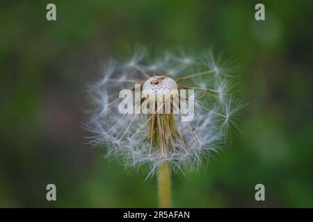Dente di leone fiore testa su sfondo naturale bokeh. Bellissimo sfondo bokeh naturale. Foto Stock