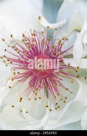 Primo piano di Stamen su Camelia bianca Foto Stock