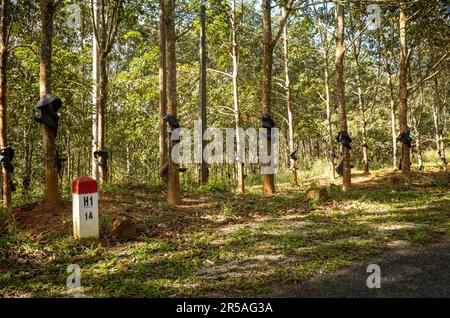 Una pietra di marcatura stradale accanto ad una piantagione di gomma che mostra scanalature tagliate e ciotole per la raccolta del lattice su una collina nel distretto di SA Thay, provincia di Kontum, Foto Stock