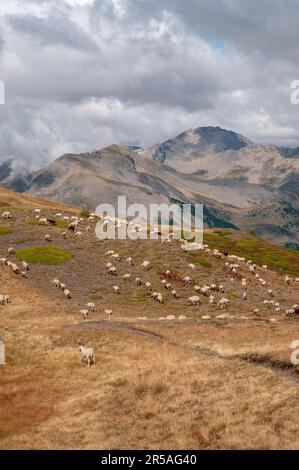 Gregge di pecore al pascolo lungo il sentiero di cresta da Risoul 1850 resort, Risoul, Hautes-Alpes (05), Provenza-Alpi-Costa Azzurra regione, Francia Foto Stock