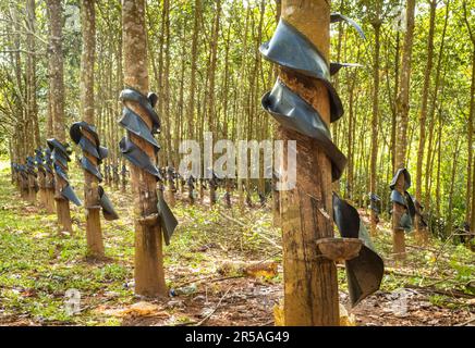 Una piantagione di gomma che mostra scanalature tagliate e ciotole per la raccolta del lattice su una collina nel distretto di SA Thay, provincia di Kontum, Vietnam. La gomma era introdu Foto Stock