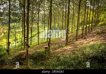 Una piantagione di gomma che mostra scanalature tagliate e ciotole per la raccolta del lattice su una collina nel distretto di SA Thay, provincia di Kontum, Vietnam. La gomma era introdu Foto Stock