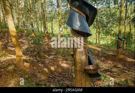 Un albero di gomma in una piantagione di gomma che mostra scanalature tagliate e una ciotola per la raccolta del lattice nel distretto di SA Thay, provincia di Kontum, Vietnam. La gomma era int Foto Stock