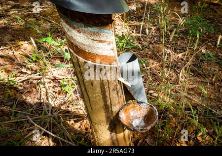 Un albero di gomma che mostra scanalature tagliate e una ciotola per raccogliere il lattice in una piantagione di gomma nel distretto di SA Thay, provincia di Kontum, Vietnam. La gomma era int Foto Stock