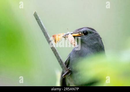 gray catbird appollaiato su un ramo con una grande falce giallastra nel suo becco in una mattina di primavera al Lilydale Regional Park di St. Paul, Minn. USA. Foto Stock