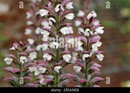 Orsi braghe, Acanthus mollis, fiore Spike in primo piano con uno sfondo sfocato di foglie e un muro. Foto Stock