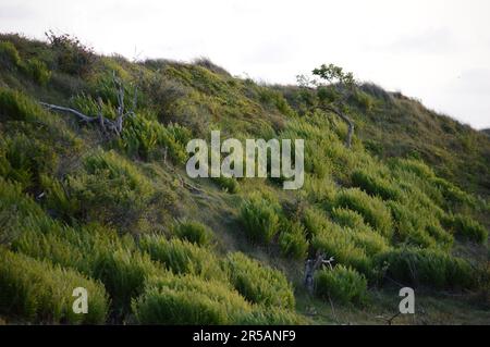 Bella duna sull'isola di baltrum Foto Stock