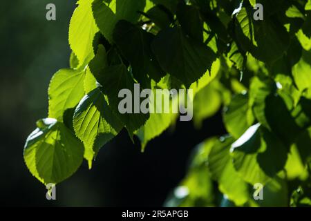 Verde albero foglie in una luce del sole su sfondo naturale sfocato. Tilia cordata сloseup foto con messa a fuoco selettiva Foto Stock