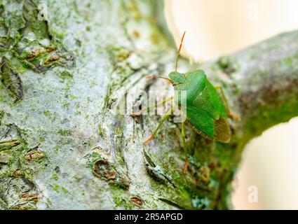 Macrofotografia coleotteri con scudo verde Foto Stock