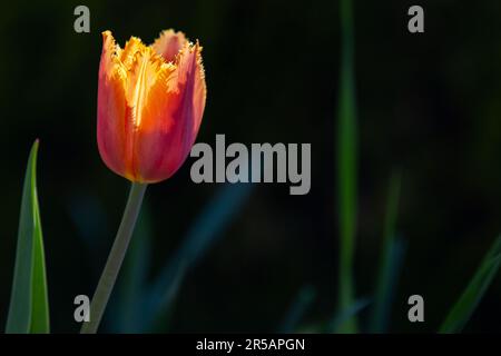 Fiore di tulipano rosso giallo su sfondo scuro sfocato naturale in una giornata di sole, foto ravvicinata con messa a fuoco morbida selettiva Foto Stock