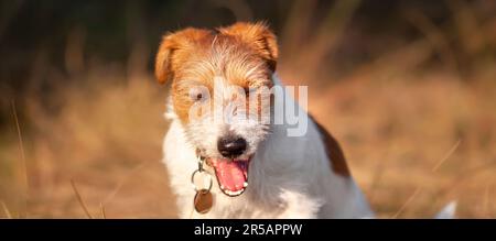 Faccia a di un felice ridere, sbadiglio jack russell terrier cucciolo di cane da compagnia. Banner Web, sfondo con spazio di copia. Foto Stock