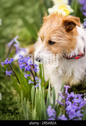 Felice carino cane da compagnia odore viola fiori di pasqua in primavera. Verticale. Foto Stock
