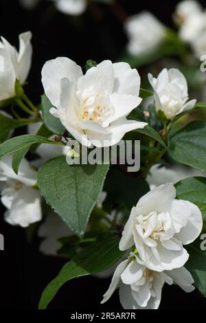 Philadelphus Manteau d'Hermine, mock arancio Foto Stock