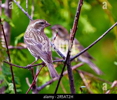 Finch femmina primo piano vista posteriore, arroccato su un ramo con un uccello sfocato e sfondo verde nel suo ambiente e habitat circostante. Viola Finch. Foto Stock