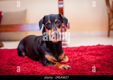 Cute mini tedesco nano pinscher cane da compagnia in casa impostazione. Foto Stock