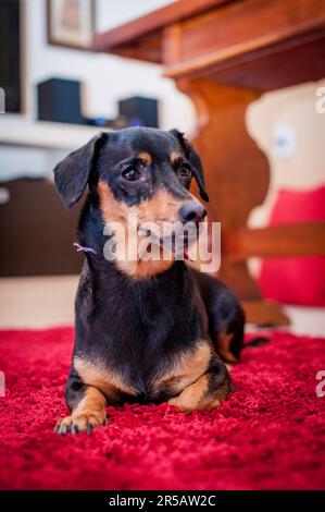 Cute mini tedesco nano pinscher cane da compagnia in casa impostazione. Foto Stock