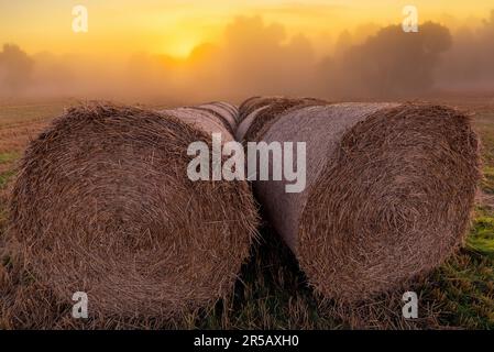 Misty balle di fieno mattina, Danimarca Foto Stock