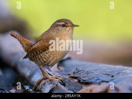 Wren eurasiatico (troglodytes troglodytes) grande posa su ramo scuro a fine estate Foto Stock