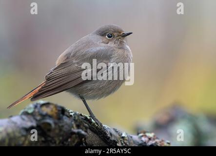 Giovane malinconia Redstart nero (phoenicurus ochruros) colpo vicino di uccello arroccato su ramoscelli di lichene Foto Stock