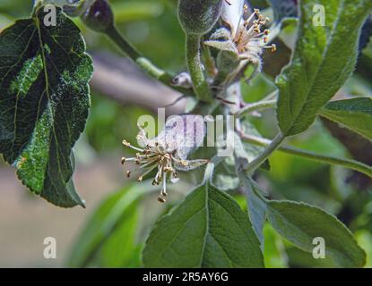 Giovani mele da frutto dopo la fioritura in giardino. Foto: Bo Arrhed Foto Stock