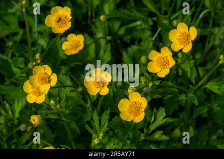 La perdita di Ranunculus repens, la coppa di siero strisciante, è una pianta fiorente della famiglia Ranunculaceae, nel giardino. Foto Stock