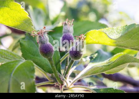 Giovani mele da frutto dopo la fioritura in giardino. Foto: Bo Arrhed Foto Stock