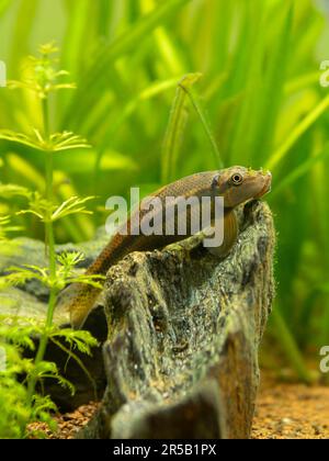 Fuoco selettivo di un'mangiatore di alghe cinesi (Gyrinocheilus aymonieri) in serbatoio di pesce con sfondo sfocato Foto Stock