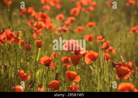 Foto primo piano dei papaveri rossi in un campo di papaveri in Toscana, Italia Foto Stock