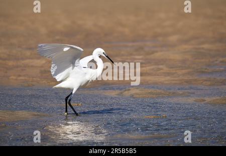 Piccola Egret (garzetta Egretta) caccia con ali sparse in acque poco profonde Foto Stock