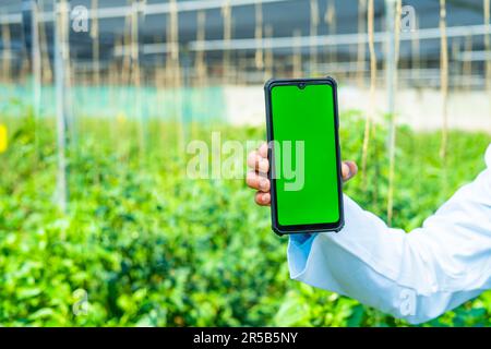 Primo piano shot di mani indiane di scienziato che tiene verde schermo telefono cellulare a serra - concetto di pubblicità, app servizio e tecnologia Foto Stock