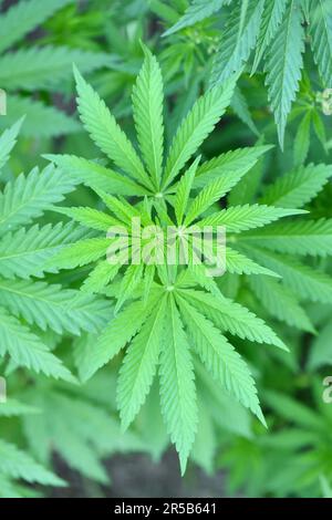 Gambi giovani di cannabis con fiori. Foto ad alta risoluzione. Messa a fuoco selettiva. Foto Stock