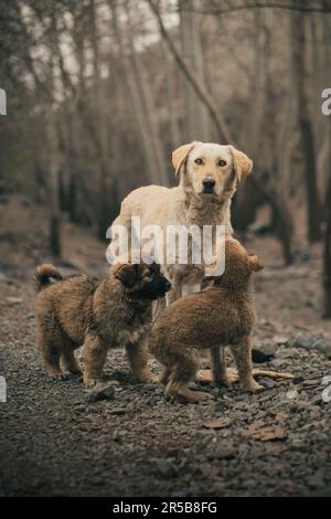 mama cane con i suoi cuccioli Foto Stock
