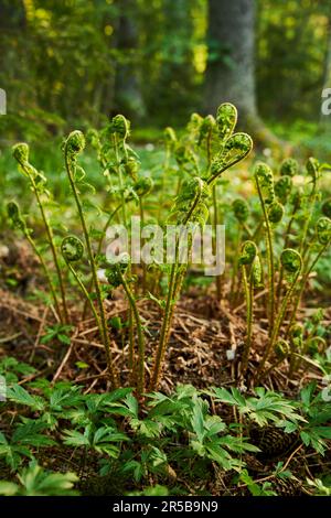 Una lussureggiante e vibrante scena forestale caratterizzata da una varietà di piante e foglie a terra Foto Stock