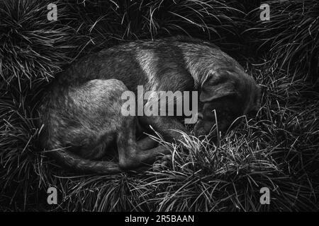 cane da strada che dorme all'aperto Foto Stock