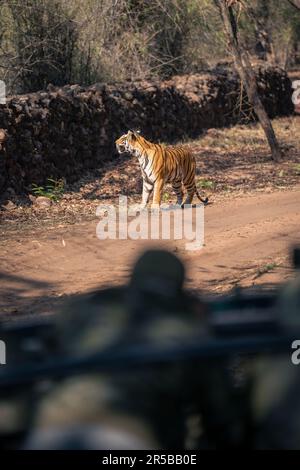 La tigre del Bengala si trova sulla pista vicino alla jeep Foto Stock