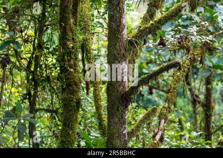 Albero foresta vegetazione paesaggio con lussureggiante fogliame, Mindo foresta nuvola, Ecuador. Foto Stock