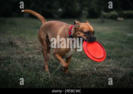 Boxer cane razza giocare Foto Stock