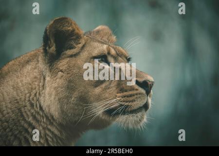 Il leone del predatore berbero affronta la vista pericolosa, la migliore foto Foto Stock