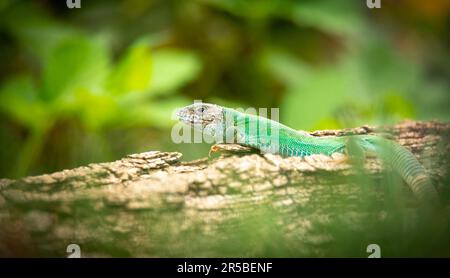 Una lucertola verde si basa su un tronco d'albero, la foto migliore. Foto Stock