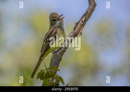 Un grande flycatcher crested sul ramo dell'albero, vista laterale con l'uccello che guarda a destra della cornice a metà chiamata. Foto Stock