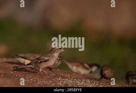 Un gregge di passeri di casa (Passer domesticus) Foto Stock