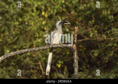 Il becco d'ornamento grigio indiano (Ocyceros birostris) arroccato su un ramo Foto Stock