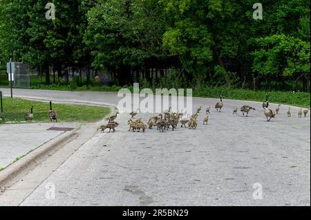 Le oche canadesi con godings vanno attraverso la strada Foto Stock