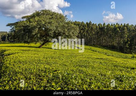 Vista sui campi da tè e sulla foresta adiacente della tenuta di Satemwa. La piantagione nelle Shire Highlands comprende circa 900 ettari di campi da tè e 50 ettari di campi da caffè, Thyolo. Piantagione di tè e caffè Satemwa vicino a Thyolo, Malawi Foto Stock