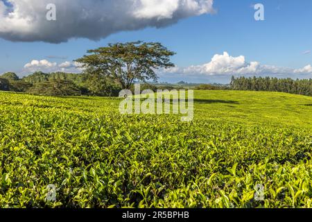 Vista sui campi da tè di Satemwa nelle Shire Highlands con alberi sparsi come l'acacia ombrello. Piantagione di tè e caffè Satemwa vicino a Thyolo, Malawi Foto Stock