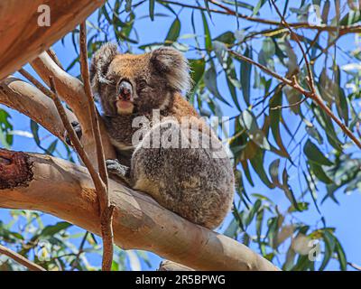 Primo piano di un orso koala seduto su un albero fotografato durante il giorno dell'estate del 2015 Foto Stock