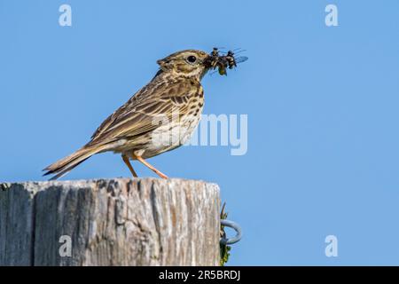 Pipa prato (Anthus pratensis) arroccato su palo recinto con boccaglio di mosche catturate, grubs e insetti in becco per nutrire i giovani in nido in primavera Foto Stock