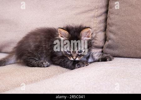 Little Grey Kitten giocando sul divano primo piano Foto Stock