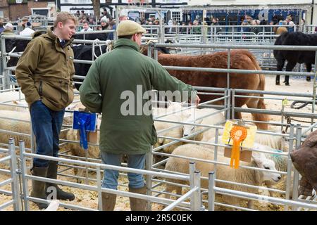 WINSLOW, Regno Unito - 05 dicembre 2022. Coltivatori ad un mercato con pecora di premio, bestiame. Winslow Primestock Christmas Show, Buckinghamshire, Regno Unito Foto Stock